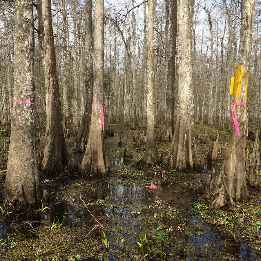 Swamp and cypress trees with markers for development